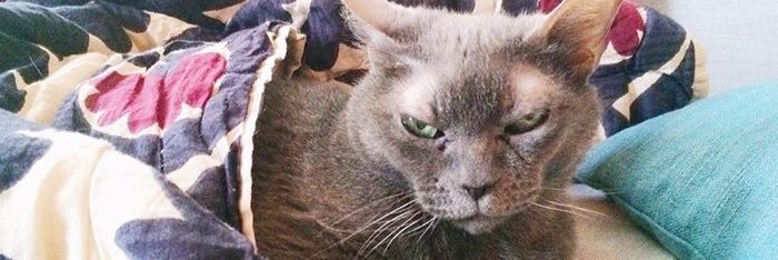 Eleonore Bridge ⏚ banner