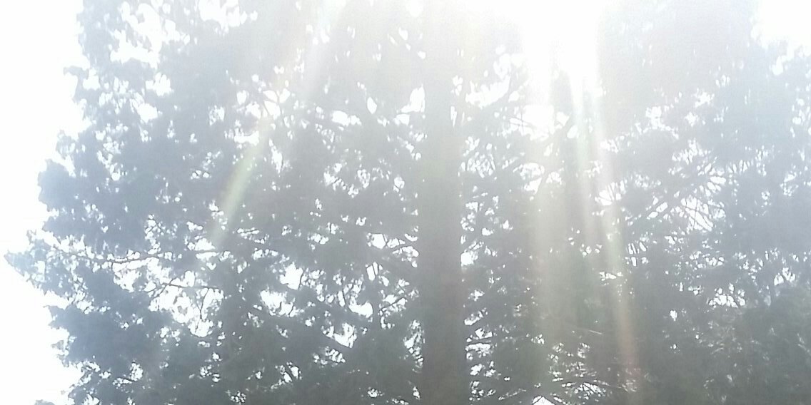 gowlfsur's profile banner image