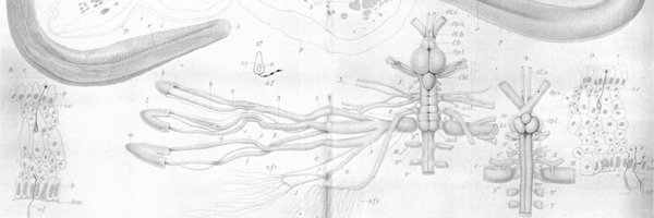 CoreyAHAllard Profile Banner