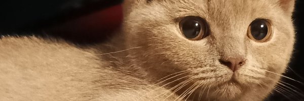 Prisizo Profile Banner