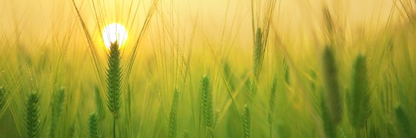 GerminateHub Profile Banner
