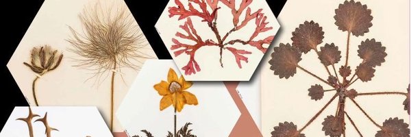 DBNherbariumOPW Profile Banner