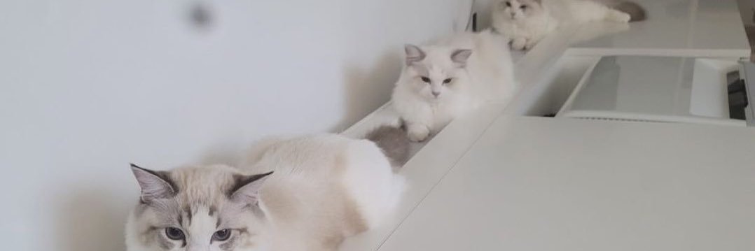 jaemeow13's profile banner image