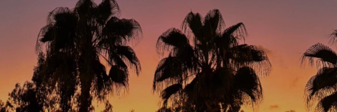 aysesary's profile banner image