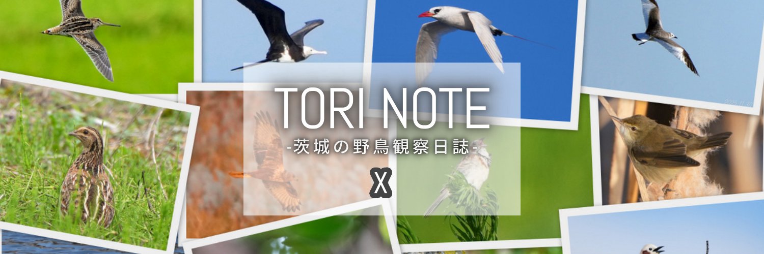 Tori_Note's profile banner image