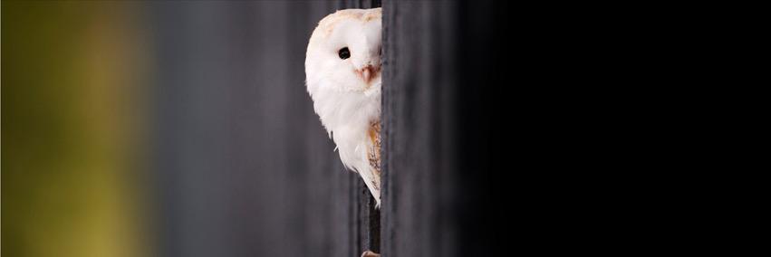 keceliKalem's profile banner image