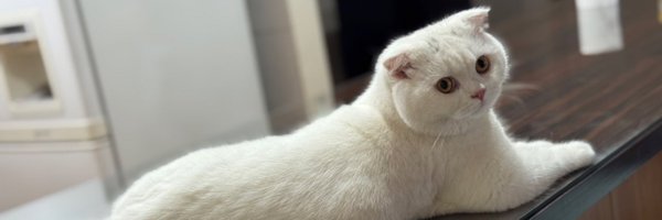 noaebr Profile Banner