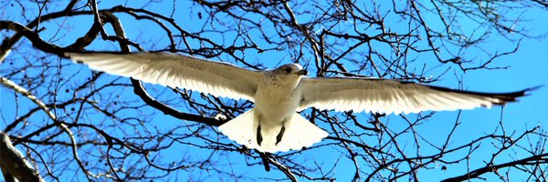 shulynnliu Profile Banner