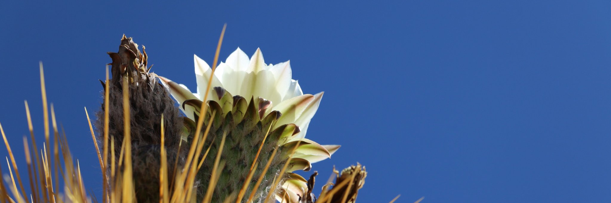 anitarciniegas's profile banner image