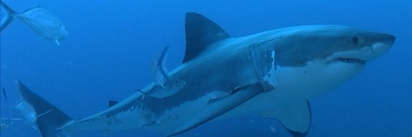 WestOzFish Profile Banner