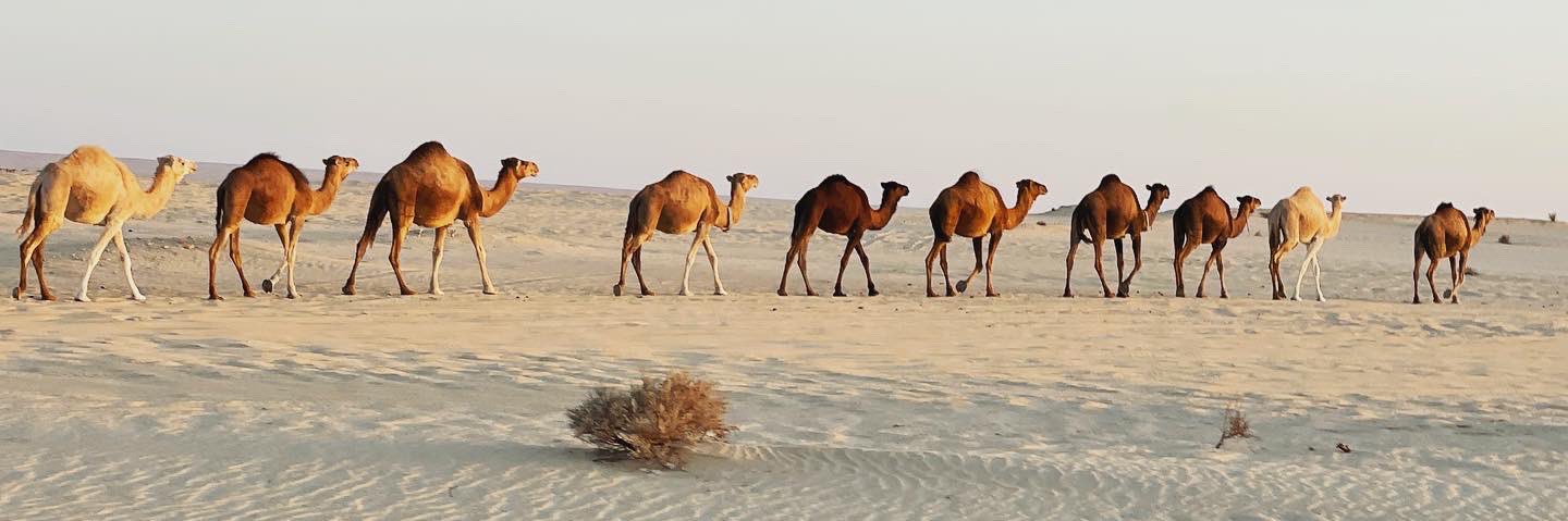 Roam Generation PR banner