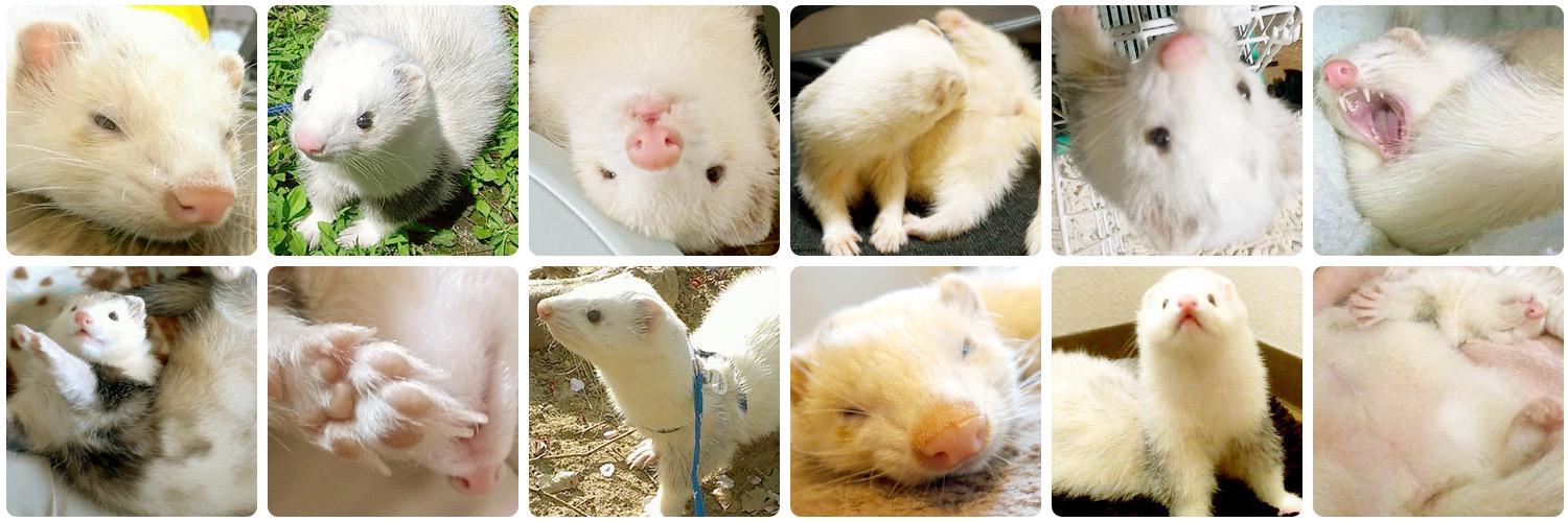 ナフ@5/10アニマルEXPO banner