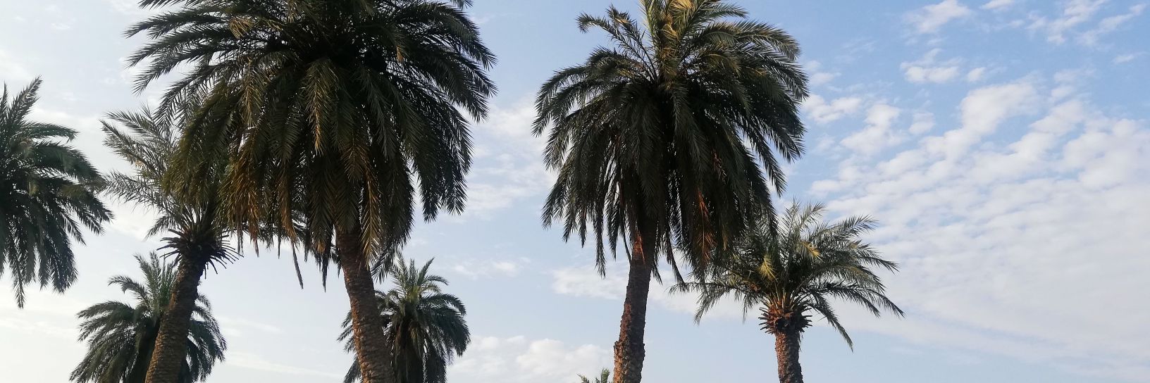 Assawer Toheed banner