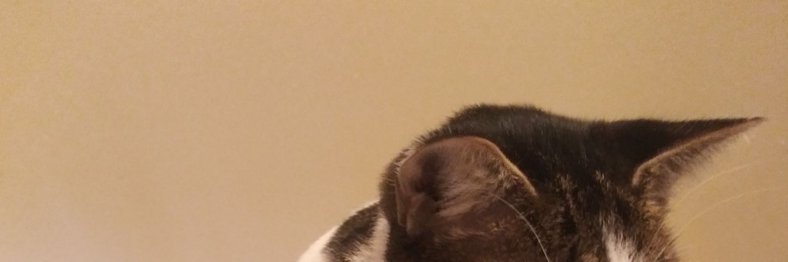 CryptoKitt10's profile banner image