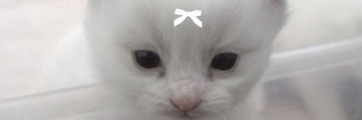 yazylin's profile banner image