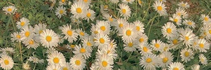 b 🌾 banner