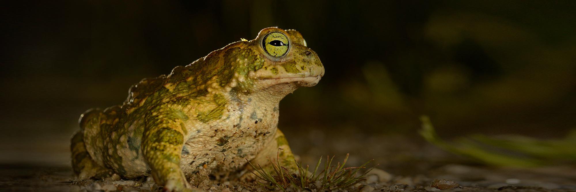 Luis Martínez banner
