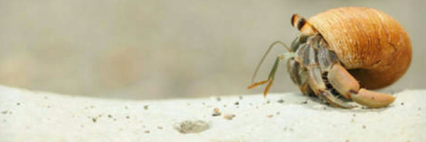 iffatedriss's profile banner image