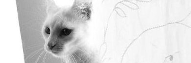 corgidoggos's profile banner image