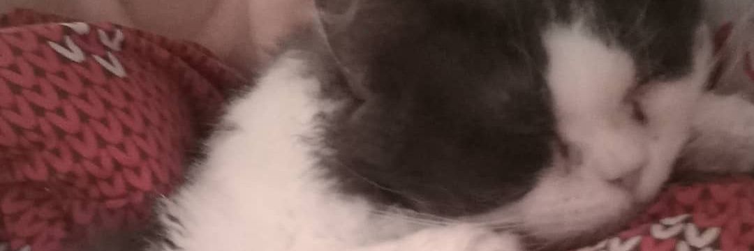 glorbendein's profile banner image