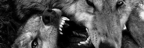 Scorched Earth banner