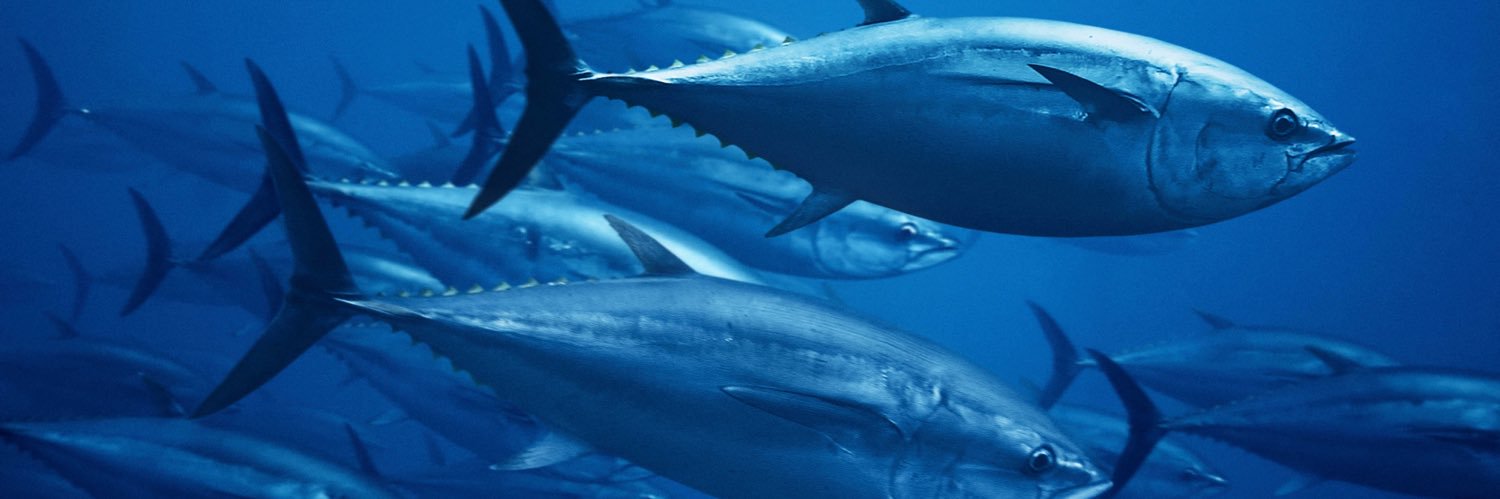 Big Tuna Bets banner