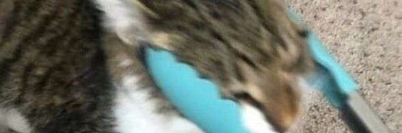 bee.-. banner