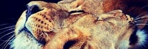 theksyu's profile banner image