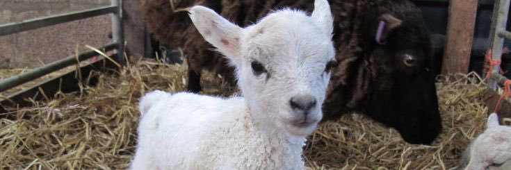tin.lamb banner