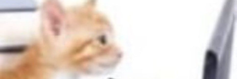 Smug44392242's profile banner image
