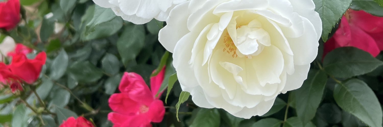 やまの ゆき banner