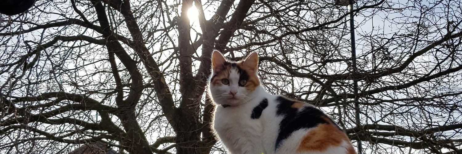 Zealous Chuck banner