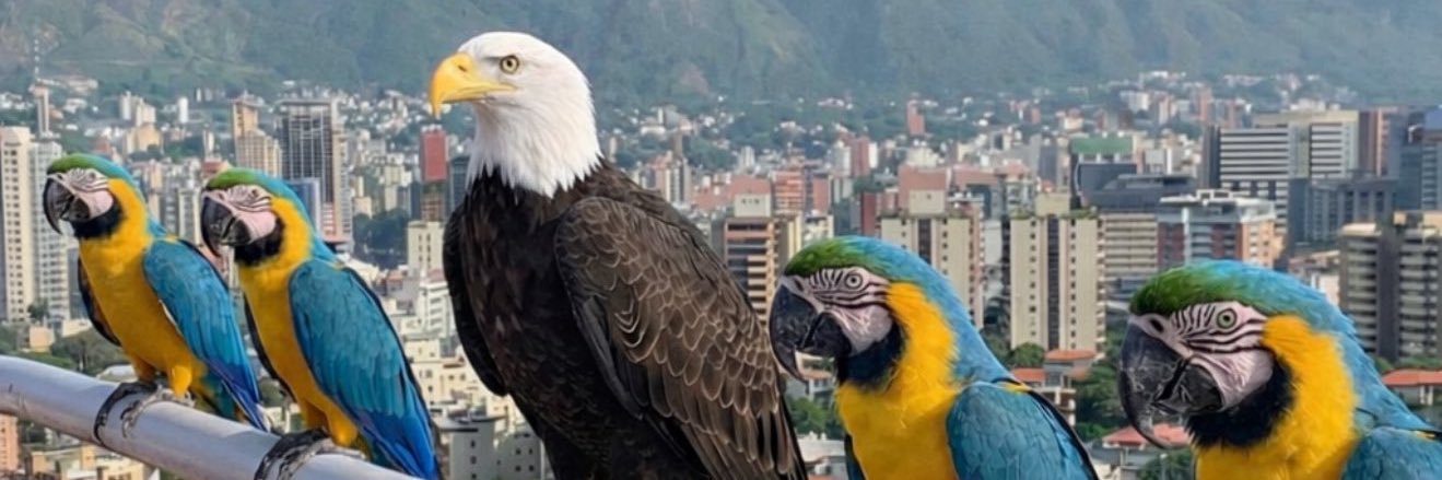 AleGutz8's profile banner image