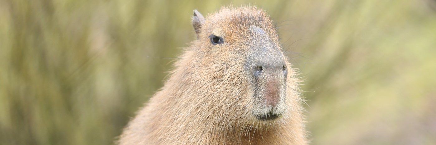 jagoda 🇷🇸 banner