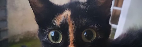 MercyTeefeh Profile Banner