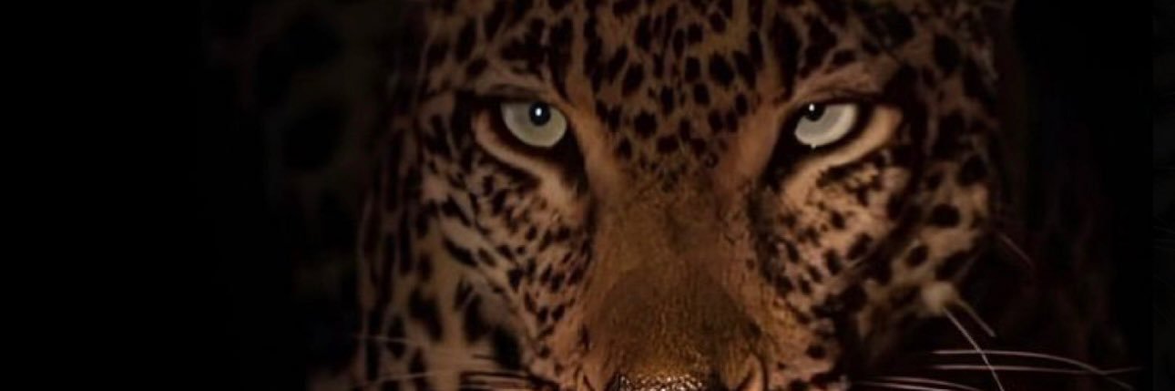 larissaflor_4's profile banner image