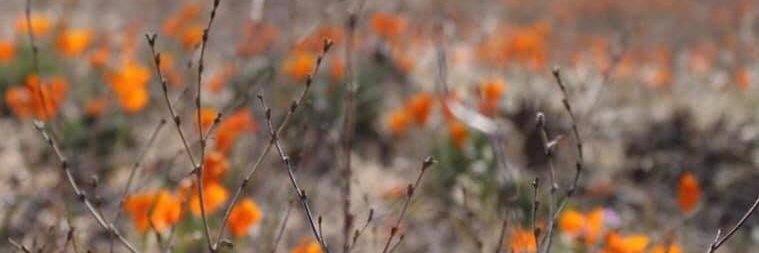 Katie 🌞 California LandBird banner