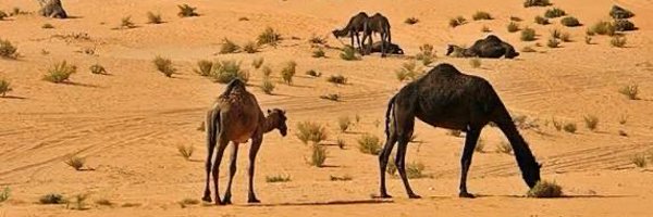 al_as3di Profile Banner