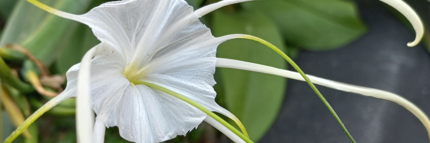 aprilianiade's profile banner image