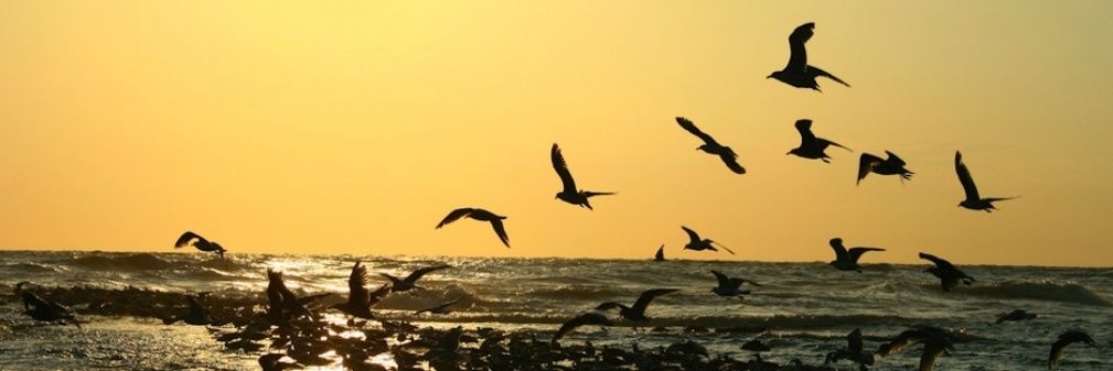 AnSaCruiser ✈️Kopenhagen banner