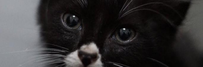pernadila's profile banner image