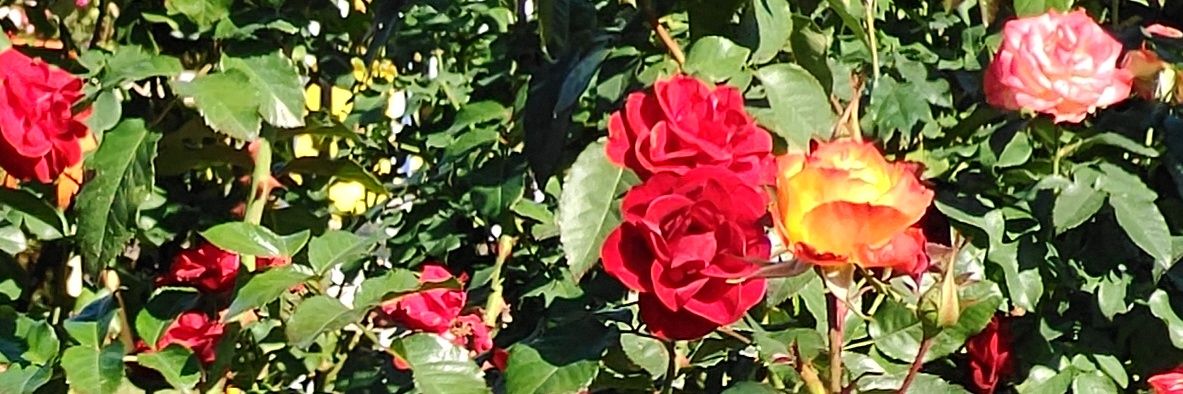 header image