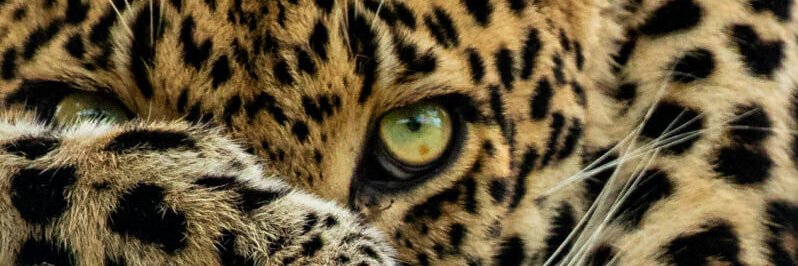 aleynaovl's profile banner image