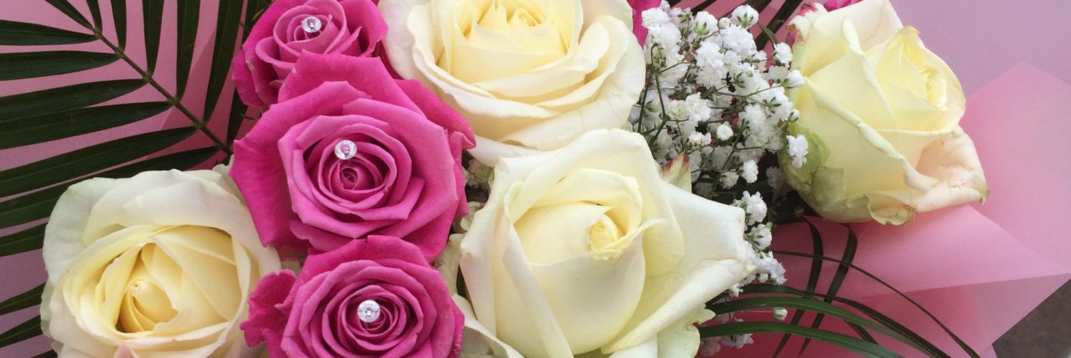 elisha_bradshaw's profile banner image