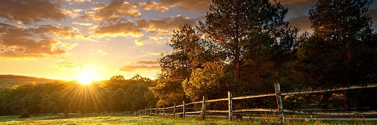 C.Duarte banner