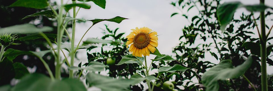 OldeCityFarm's profile banner image