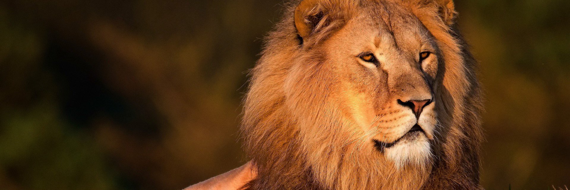 G. SIGNS CORP. banner