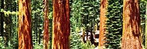 roxannewebber's profile banner image