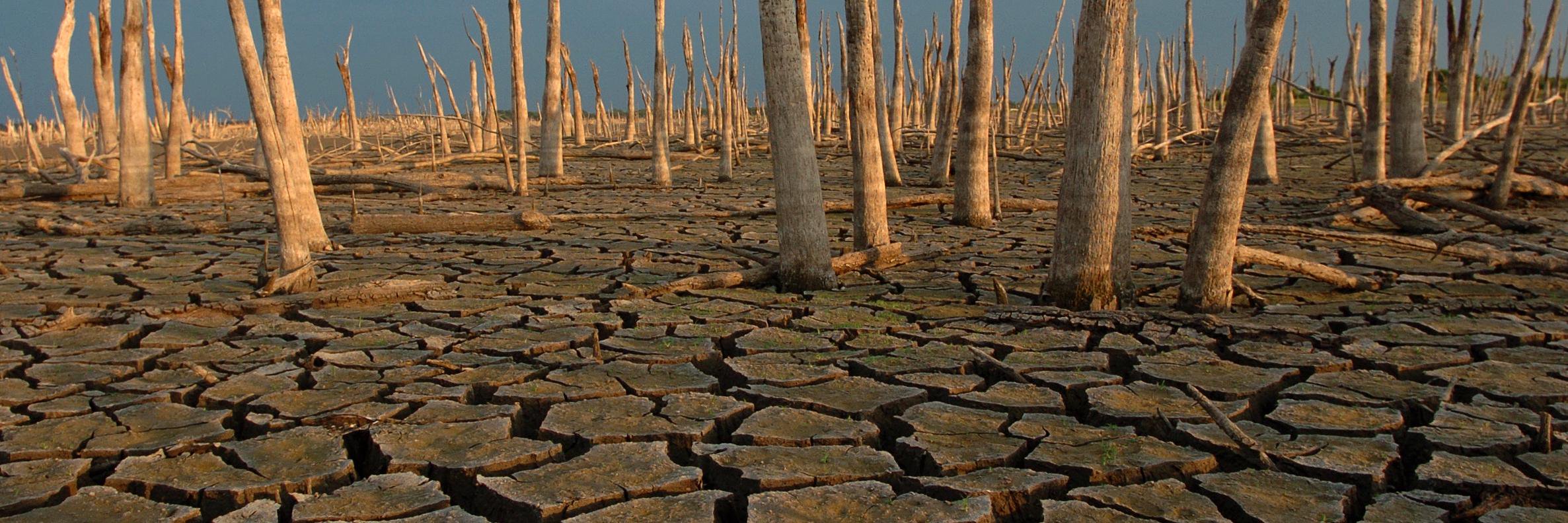 Thomas Peipert banner