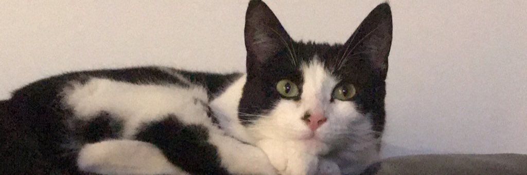 itsy_bitsy_boo's profile banner image